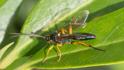 Diphyus quadripunctatus.jpg